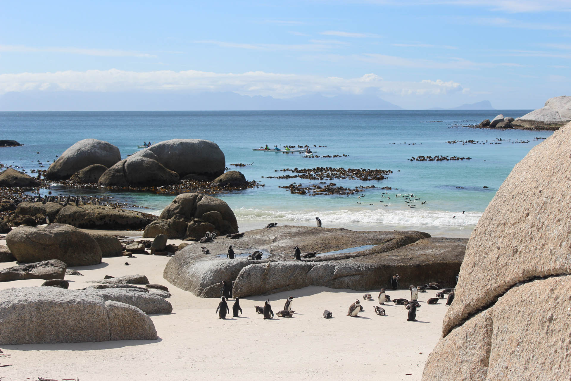 Boulders Beach with penguins